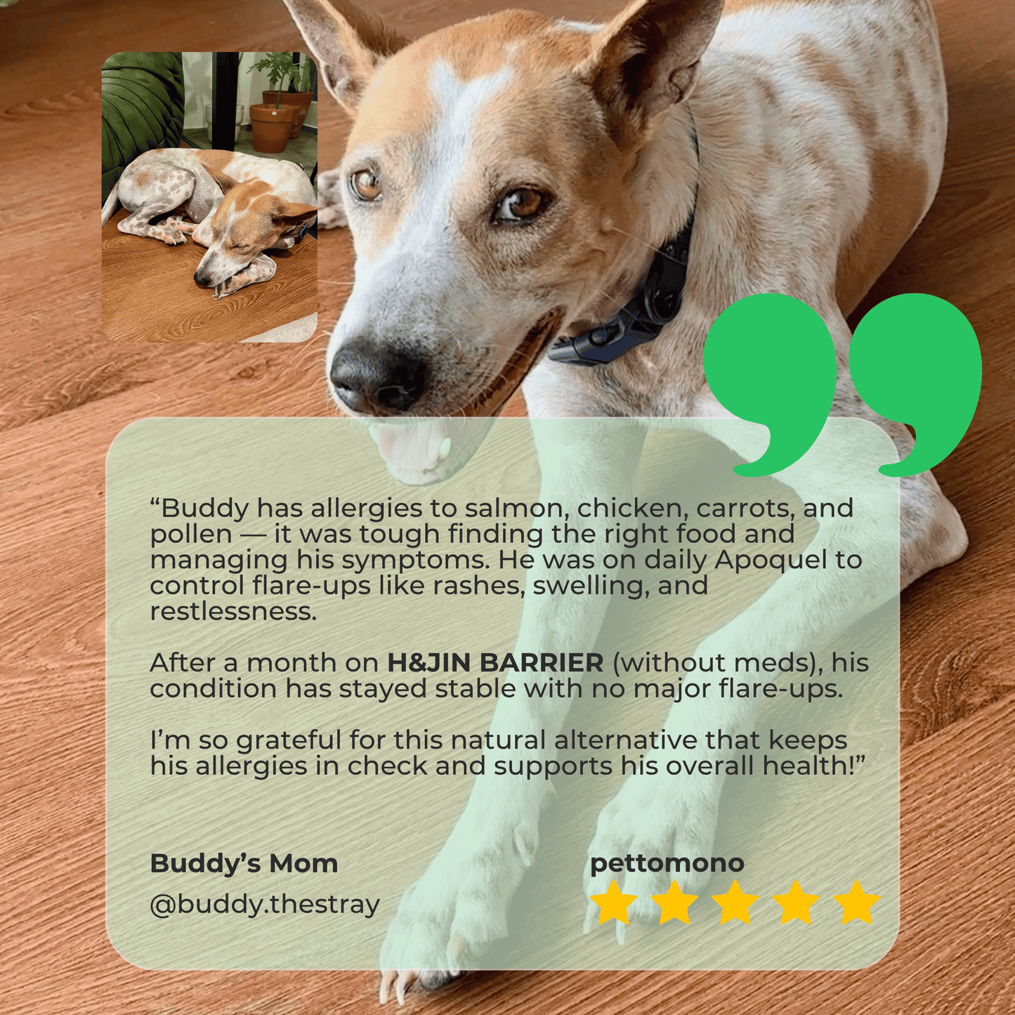 H&JIN BARRIER – Allergy Relief Probiotic for Dogs & Cats