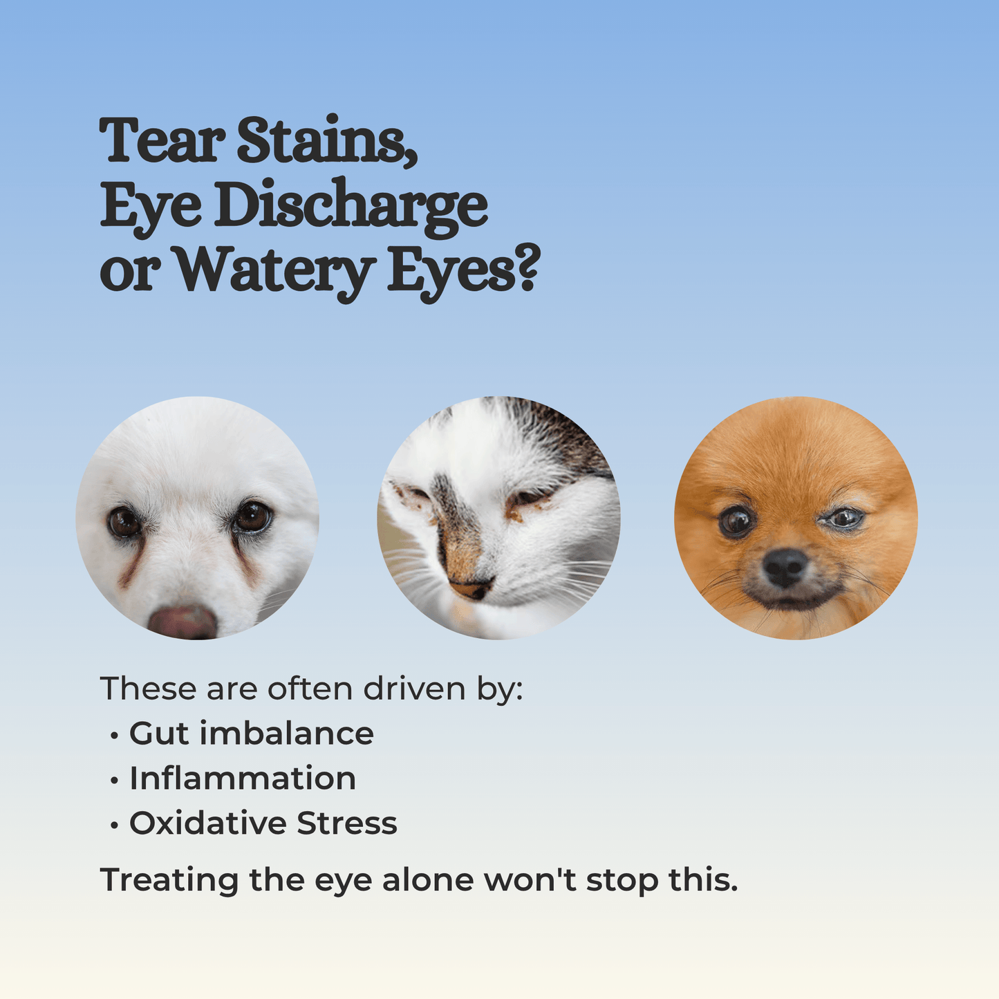 H&JIN CLEAR – Eye Care Probiotic for Dogs & Cats