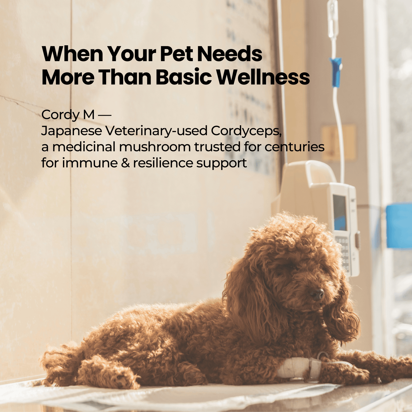 Monolith Cordy M - Japanese Pure Authentic Cordyceps for Dogs & Cats