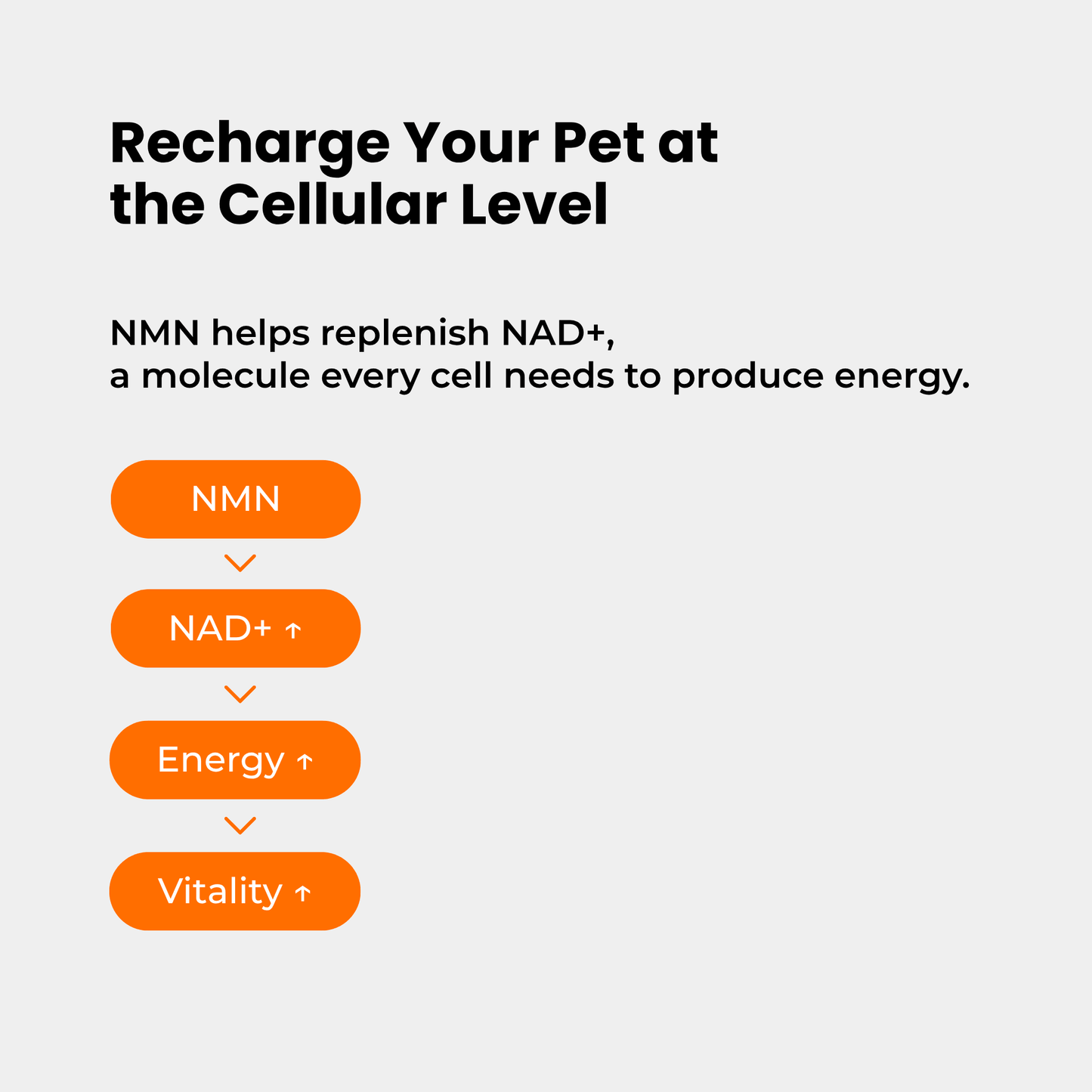 Morerich Good NMN6000 for Dogs & Cats