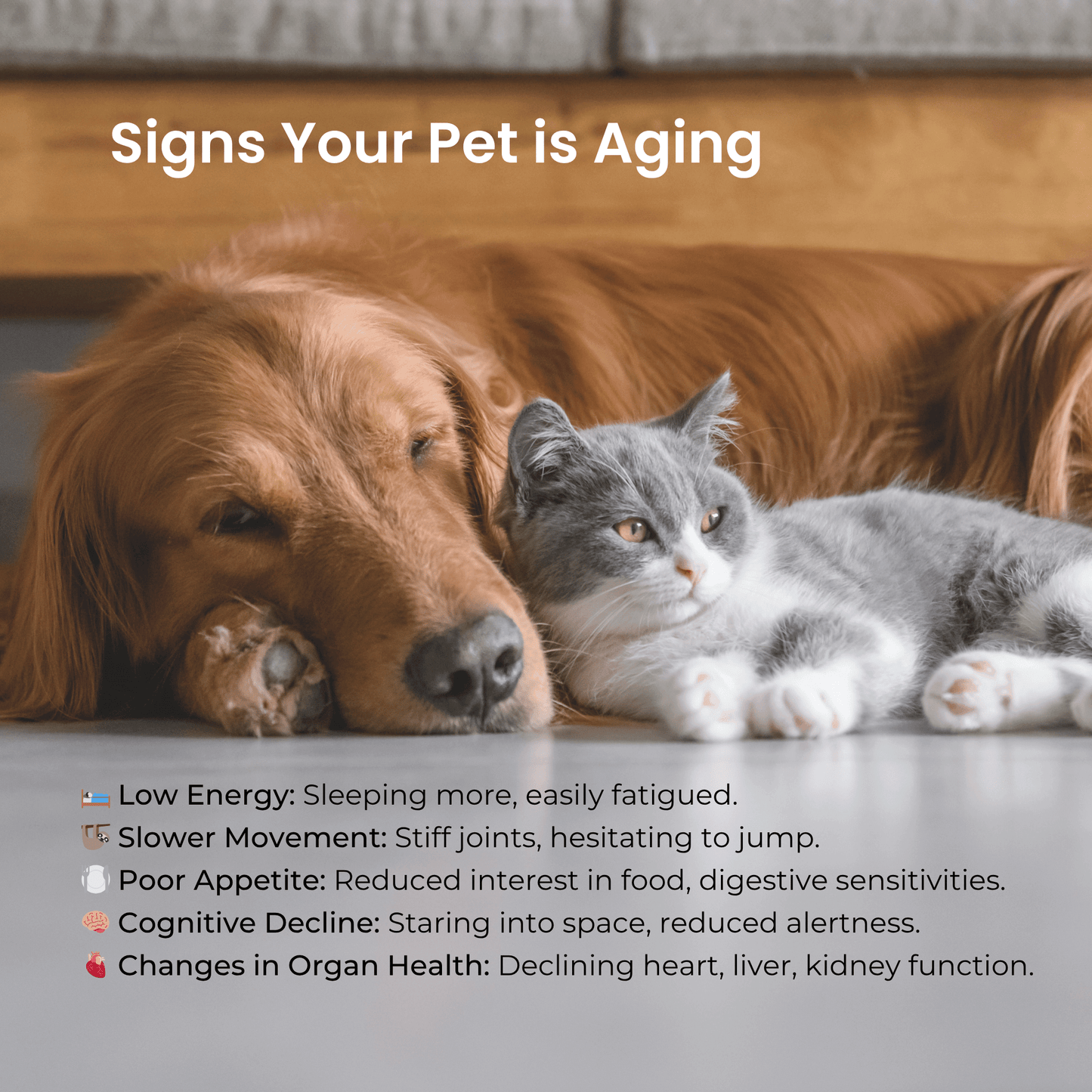 Morerich Good NMN6000 for Dogs & Cats