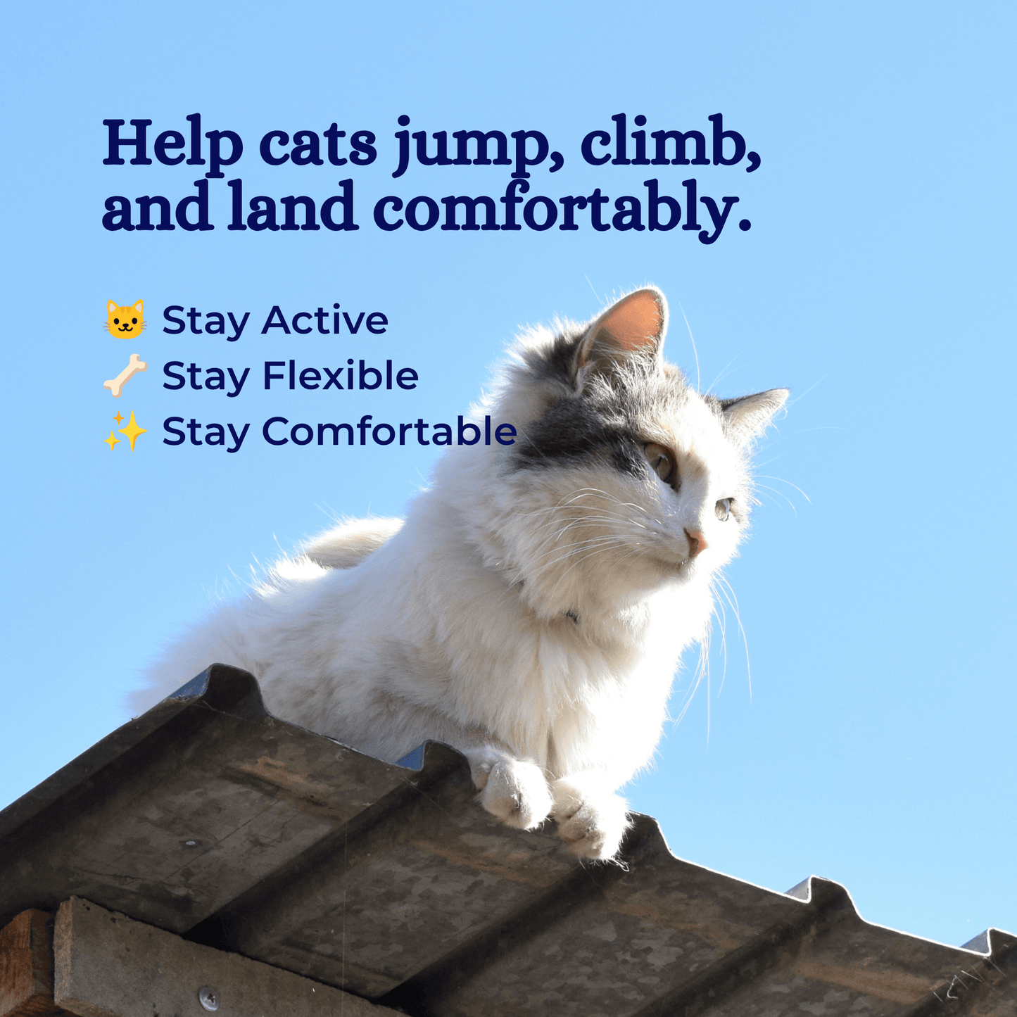 nippi Collagen for Cats