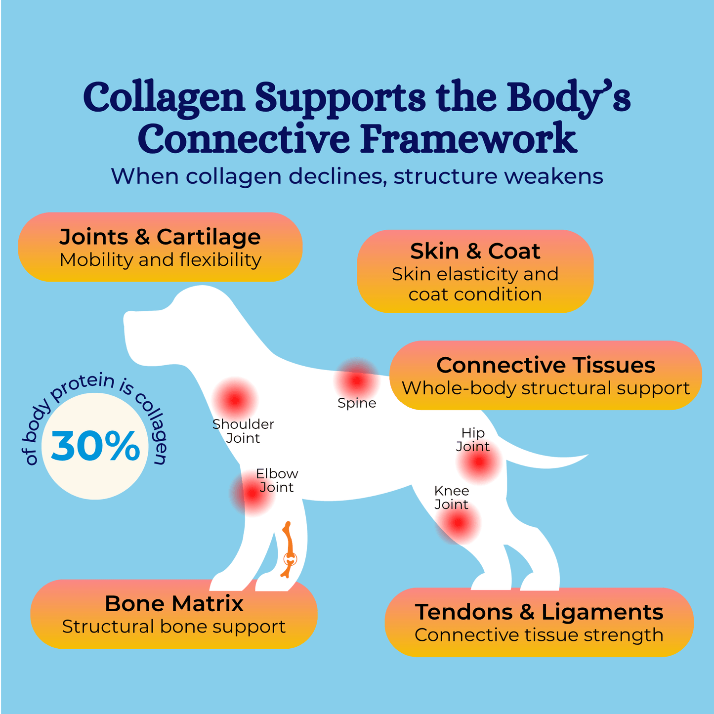 nippi Collagen for Dogs Starter Pack