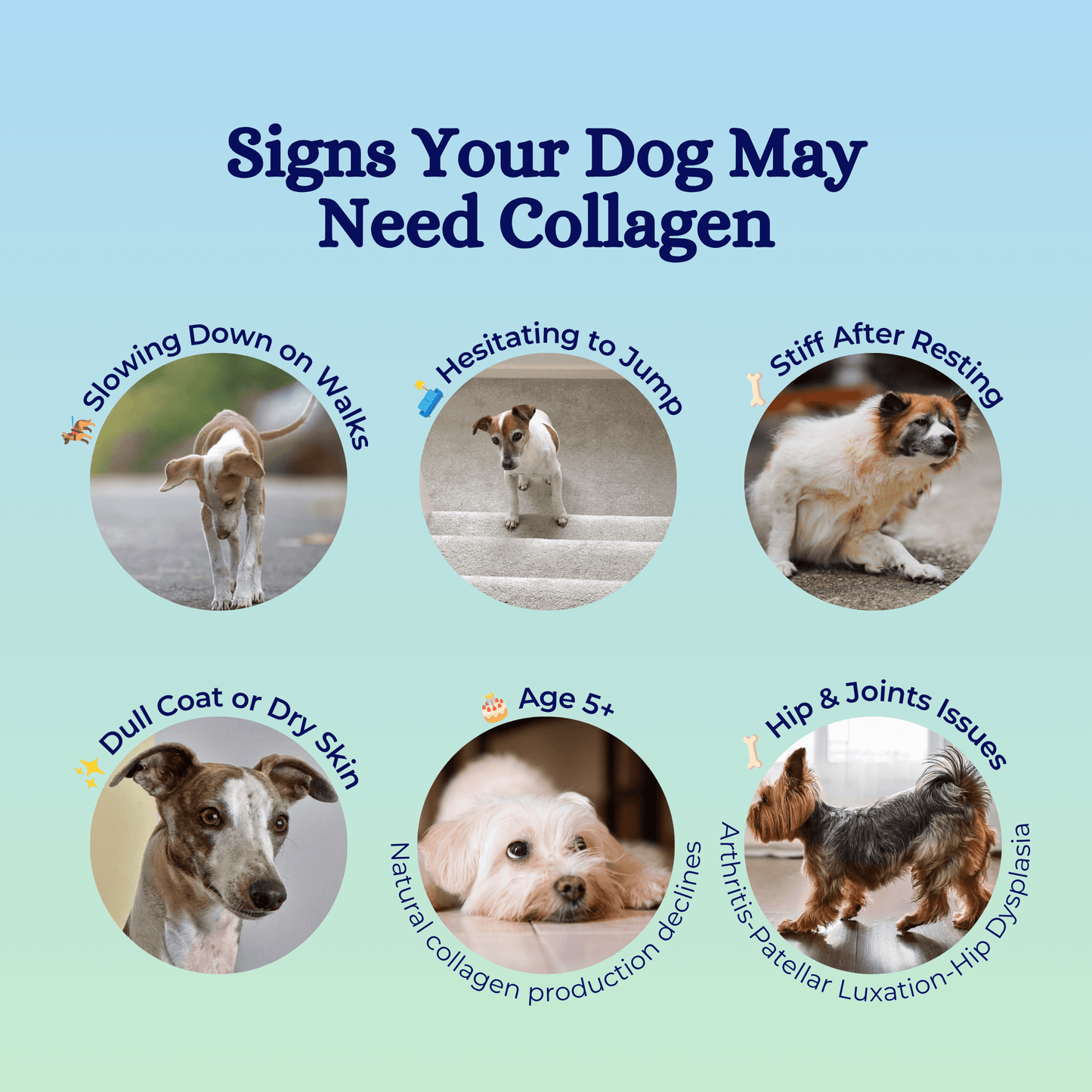 nippi Collagen for Dogs Starter Pack
