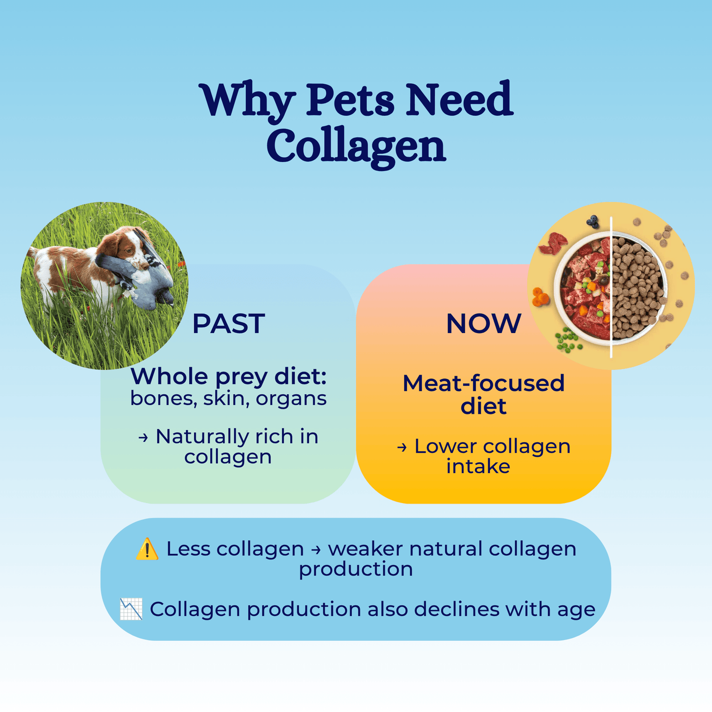 nippi Collagen for Dogs Starter Pack