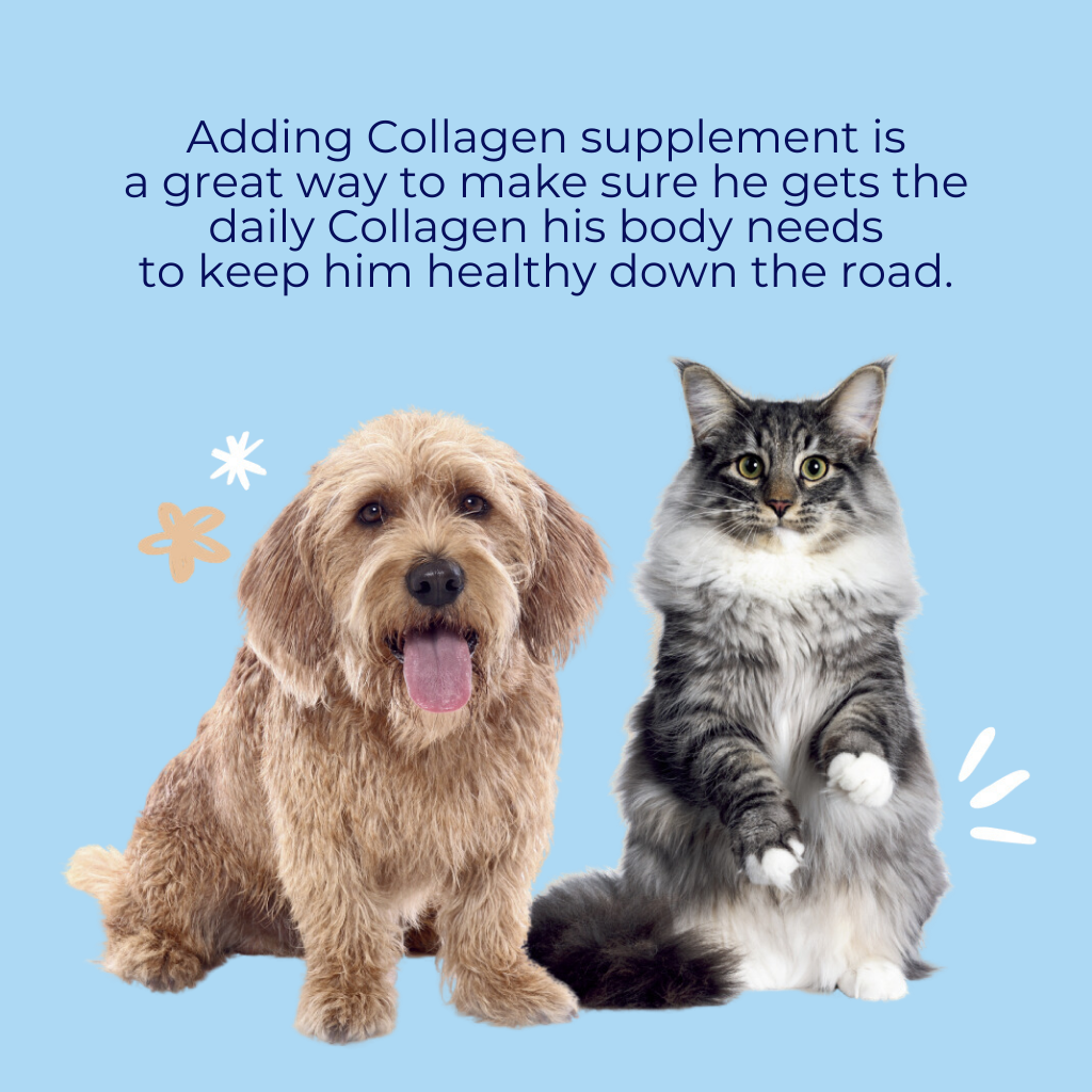 nippi Collagen for Dogs Starter Pack