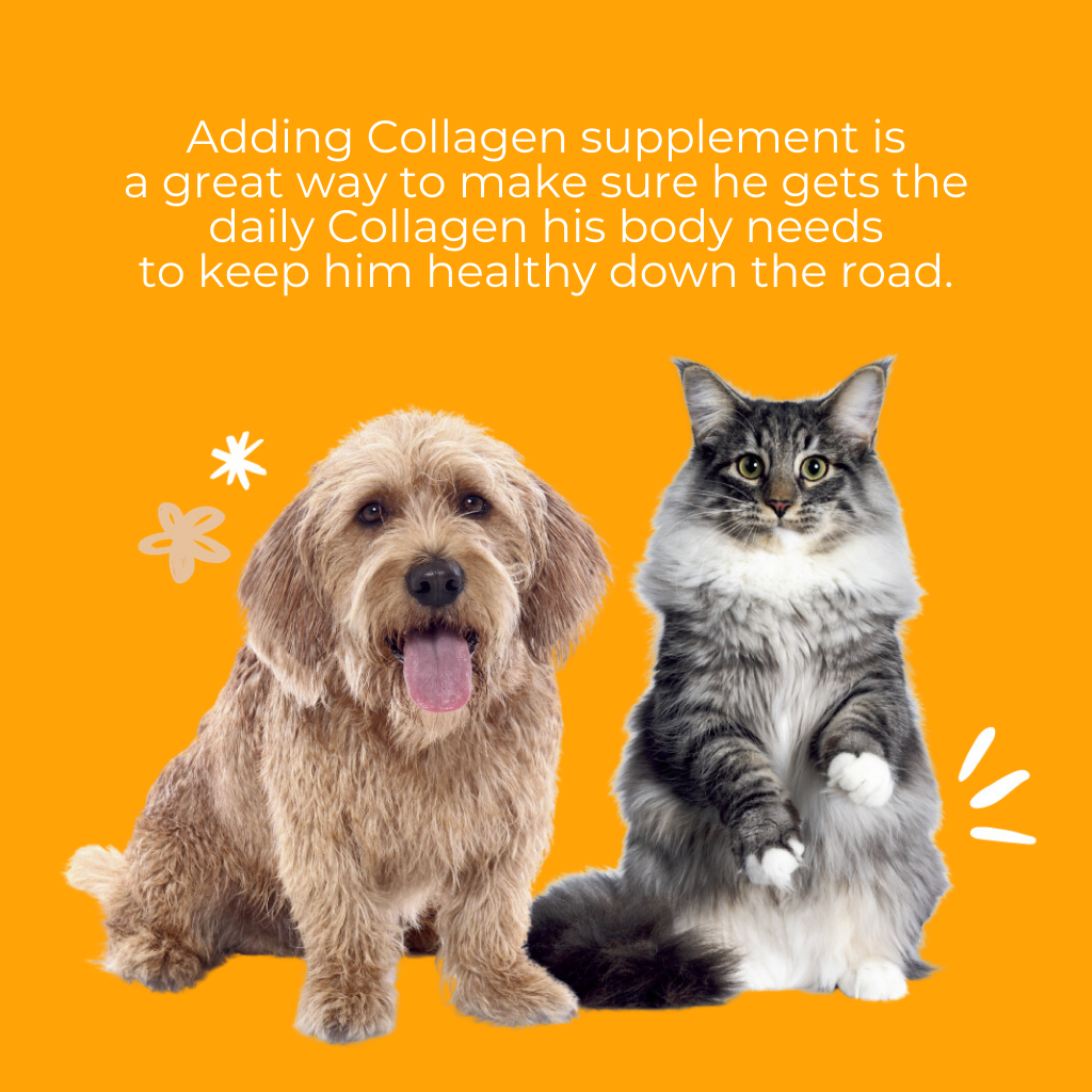 nippi Collagen for Cats Starter Pack